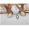 Image 7 : Gorgeous Set Of 204" Whitetail Shed Antlers