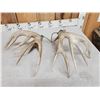 Image 8 : Gorgeous Set Of 204" Whitetail Shed Antlers