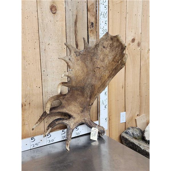 14.5 Lbs Moose Shed Antler