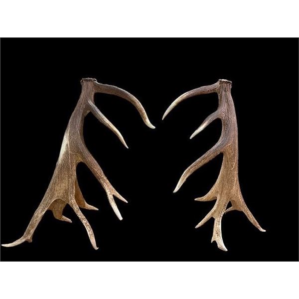 MONSTER 470 Class Set Of Self Standing Elk Shed Antlers