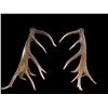 Image 1 : MONSTER 470 Class Set Of Self Standing Elk Shed Antlers