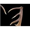 Image 2 : MONSTER 470 Class Set Of Self Standing Elk Shed Antlers