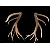 Image 3 : MONSTER 470 Class Set Of Self Standing Elk Shed Antlers