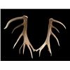 Image 4 : MONSTER 470 Class Set Of Self Standing Elk Shed Antlers