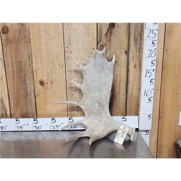 8.7 Lbs Moose Shed Antler