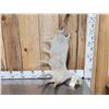 Image 1 : 8.7 Lbs Moose Shed Antler