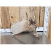 Image 2 : 8.7 Lbs Moose Shed Antler