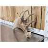 Image 3 : 8.7 Lbs Moose Shed Antler