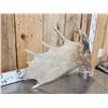 Image 4 : 8.7 Lbs Moose Shed Antler