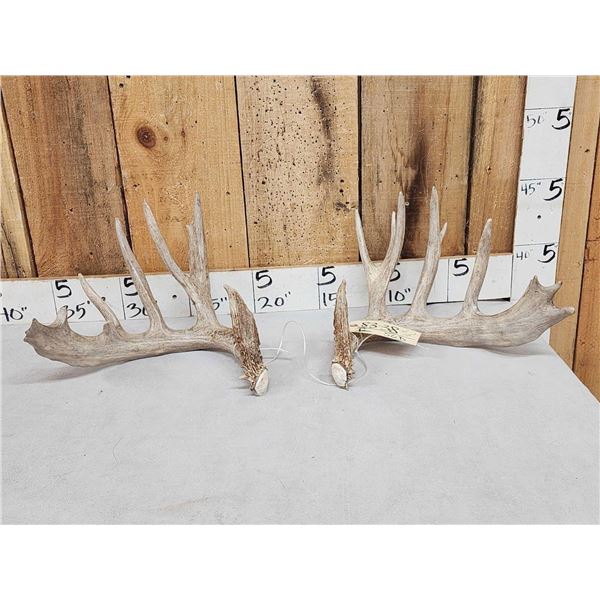 Heavy Mass 188" Whitetail Shed Antlers