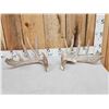 Image 1 : Heavy Mass 188" Whitetail Shed Antlers