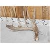 Image 3 : Heavy Mass 188" Whitetail Shed Antlers