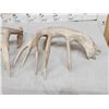 Image 5 : Heavy Mass 188" Whitetail Shed Antlers
