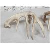 Image 6 : Heavy Mass 188" Whitetail Shed Antlers
