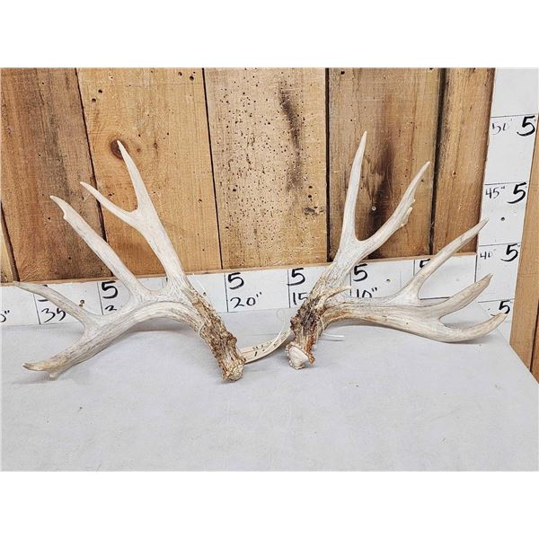 Heavy Mass 201" Whitetail Shed Antlers