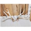 Image 1 : Heavy Mass 201" Whitetail Shed Antlers