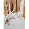 Image 2 : Heavy Mass 201" Whitetail Shed Antlers