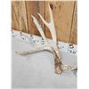 Image 3 : Heavy Mass 201" Whitetail Shed Antlers