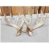 Image 4 : Heavy Mass 201" Whitetail Shed Antlers