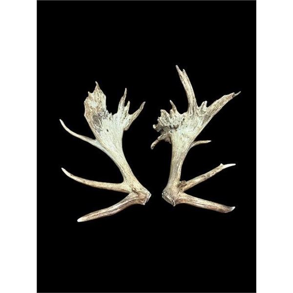 Crazy Set Of 28Lbs Heavy Mass Palmated Elk Shed Antlers