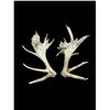 Image 1 : Crazy Set Of 28Lbs Heavy Mass Palmated Elk Shed Antlers