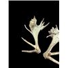 Image 2 : Crazy Set Of 28Lbs Heavy Mass Palmated Elk Shed Antlers