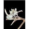 Image 3 : Crazy Set Of 28Lbs Heavy Mass Palmated Elk Shed Antlers