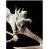 Image 4 : Crazy Set Of 28Lbs Heavy Mass Palmated Elk Shed Antlers