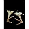 Image 5 : Crazy Set Of 28Lbs Heavy Mass Palmated Elk Shed Antlers
