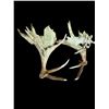 Image 6 : Crazy Set Of 28Lbs Heavy Mass Palmated Elk Shed Antlers