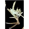 Image 7 : Crazy Set Of 28Lbs Heavy Mass Palmated Elk Shed Antlers