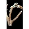 Image 8 : Crazy Set Of 28Lbs Heavy Mass Palmated Elk Shed Antlers