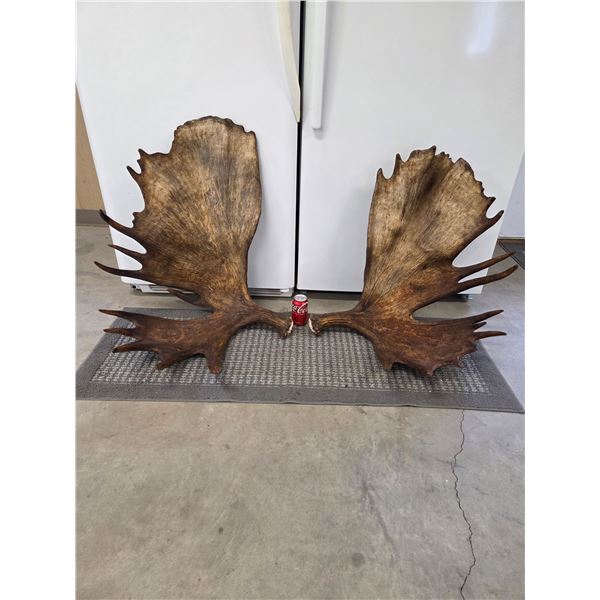 Monster 41.5Lbs Set Of Alaskan Moose Shed Antlers
