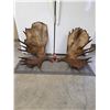 Image 1 : Monster 41.5Lbs Set Of Alaskan Moose Shed Antlers