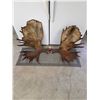 Image 4 : Monster 41.5Lbs Set Of Alaskan Moose Shed Antlers