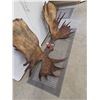 Image 5 : Monster 41.5Lbs Set Of Alaskan Moose Shed Antlers