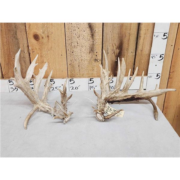 Gnarly Nontypical 270" Whitetail Shed Antlers