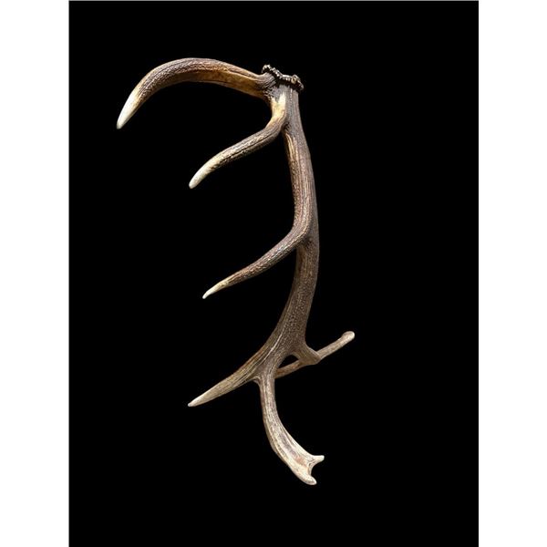 Gorgeous 14.7Lbs Canadian Self Standing Elk Shed Antler