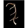 Image 1 : Gorgeous 14.7Lbs Canadian Self Standing Elk Shed Antler