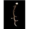 Image 2 : Gorgeous 14.7Lbs Canadian Self Standing Elk Shed Antler