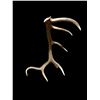 Image 3 : Gorgeous 14.7Lbs Canadian Self Standing Elk Shed Antler