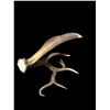 Image 5 : Gorgeous 14.7Lbs Canadian Self Standing Elk Shed Antler