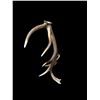 Image 6 : Gorgeous 14.7Lbs Canadian Self Standing Elk Shed Antler