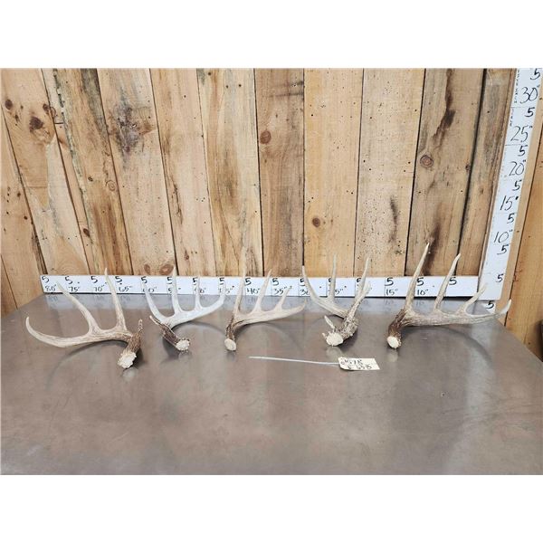 Group Of 5 Collector Whitetail Shed Antlers