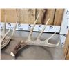 Image 2 : Group Of 5 Collector Whitetail Shed Antlers