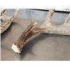 Image 3 : Group Of 5 Collector Whitetail Shed Antlers