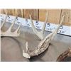 Image 4 : Group Of 5 Collector Whitetail Shed Antlers