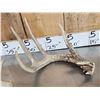 Image 5 : Group Of 5 Collector Whitetail Shed Antlers
