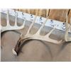 Image 6 : Group Of 5 Collector Whitetail Shed Antlers