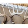 Image 7 : Group Of 5 Collector Whitetail Shed Antlers